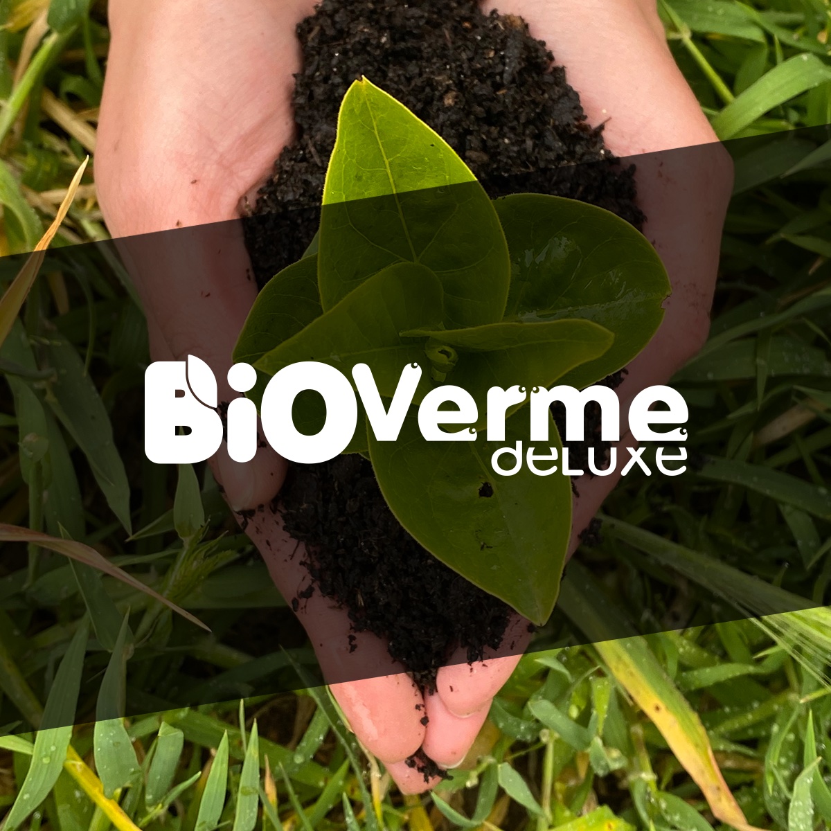 bioverme cabecera cuadro